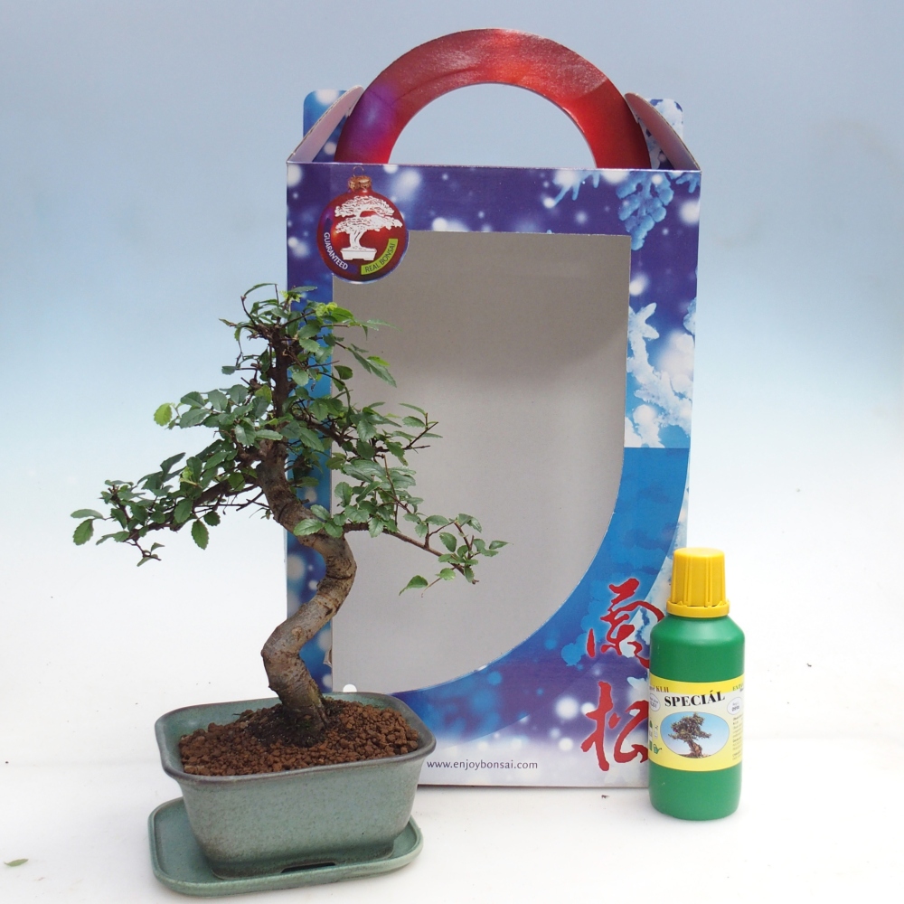 Ulmus parvifolia - wiąz chiński