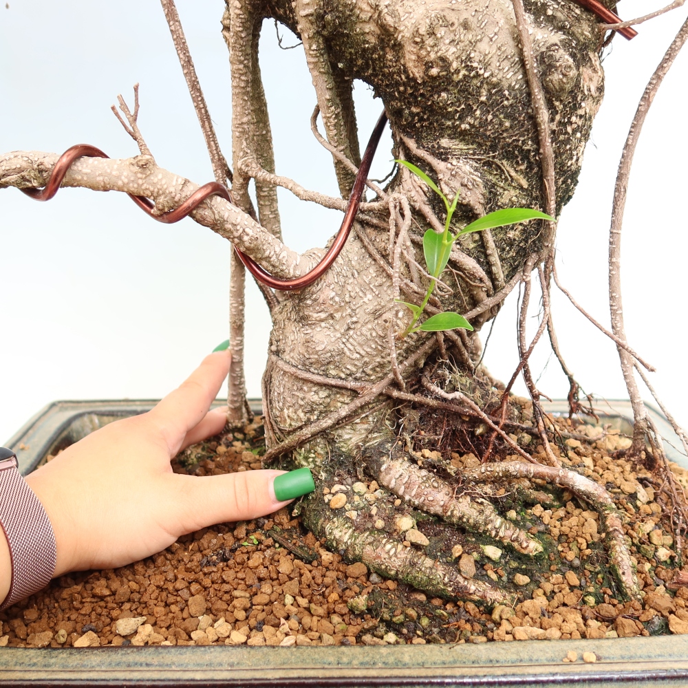 Pokój bonsai - Ficus kimmen - figowiec drobnolistny