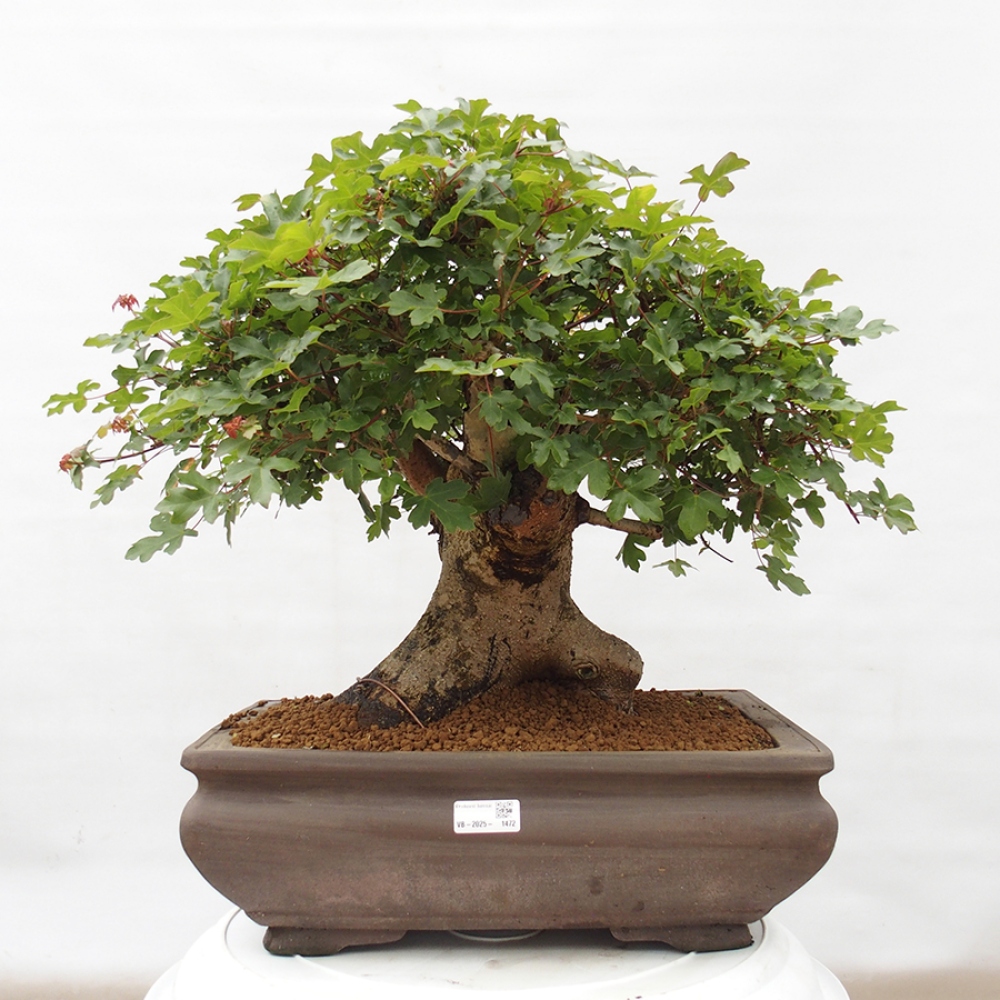 Bonsai zewnętrzne - Klon Francuski - Acer Nonspessulanum