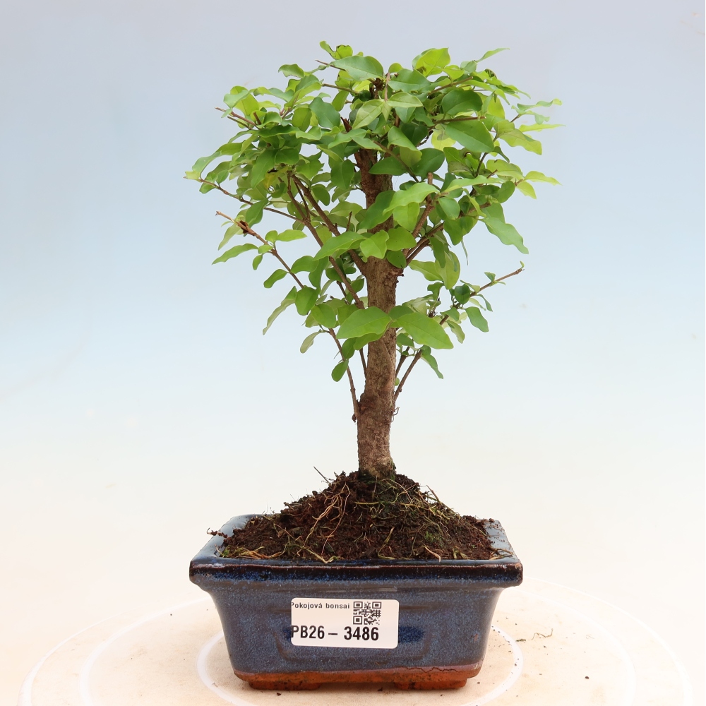 Pokój bonsai - Ligustrum chinensis - Dziób ptaka