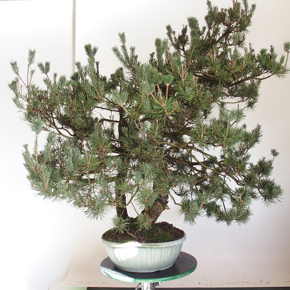 Yamadori - Pinus sylvestris Hiszpania