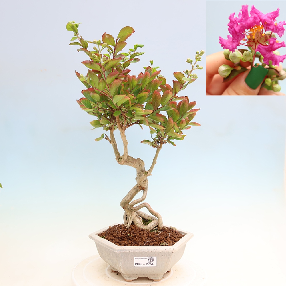 Bonsai pokojowe – Lagerstroemia indica – bz indyjski