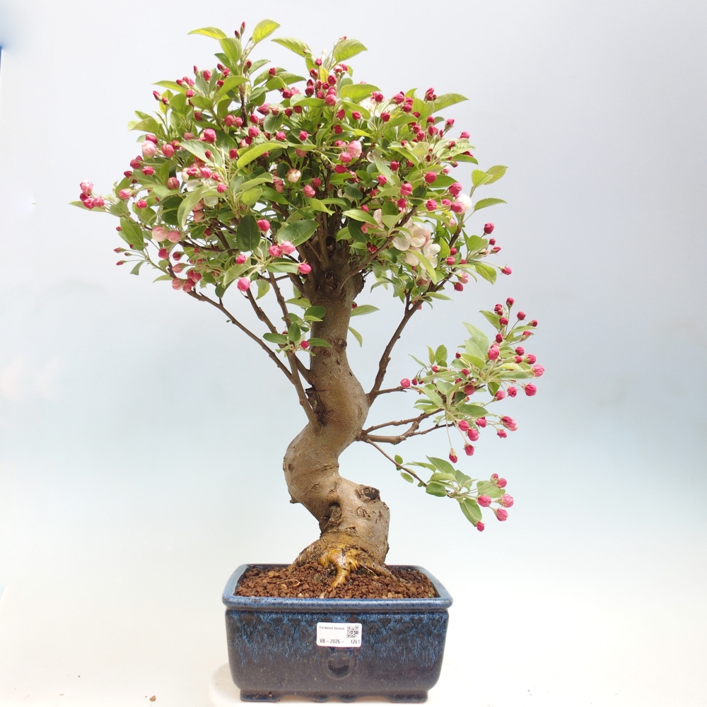Outdoor bonsai - Malus halliana - Jabłoń drobnoowocowa