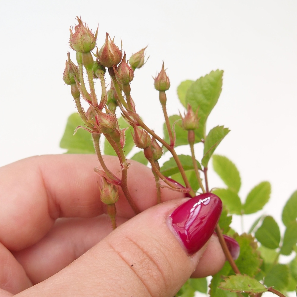 Bonsai na zewnątrz - Rosa sp. - róża drobnokwiatowa