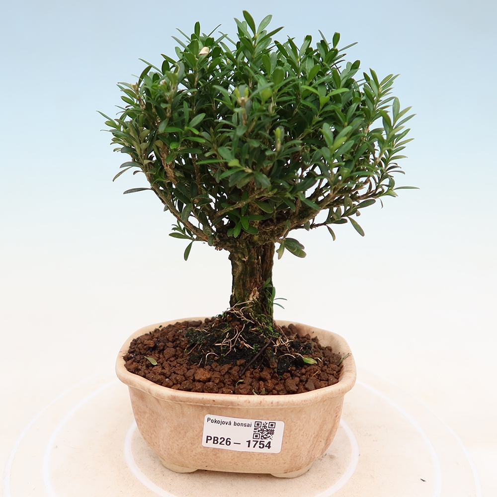Pokój bonsai - Buxus harlandii - buxus korkowy