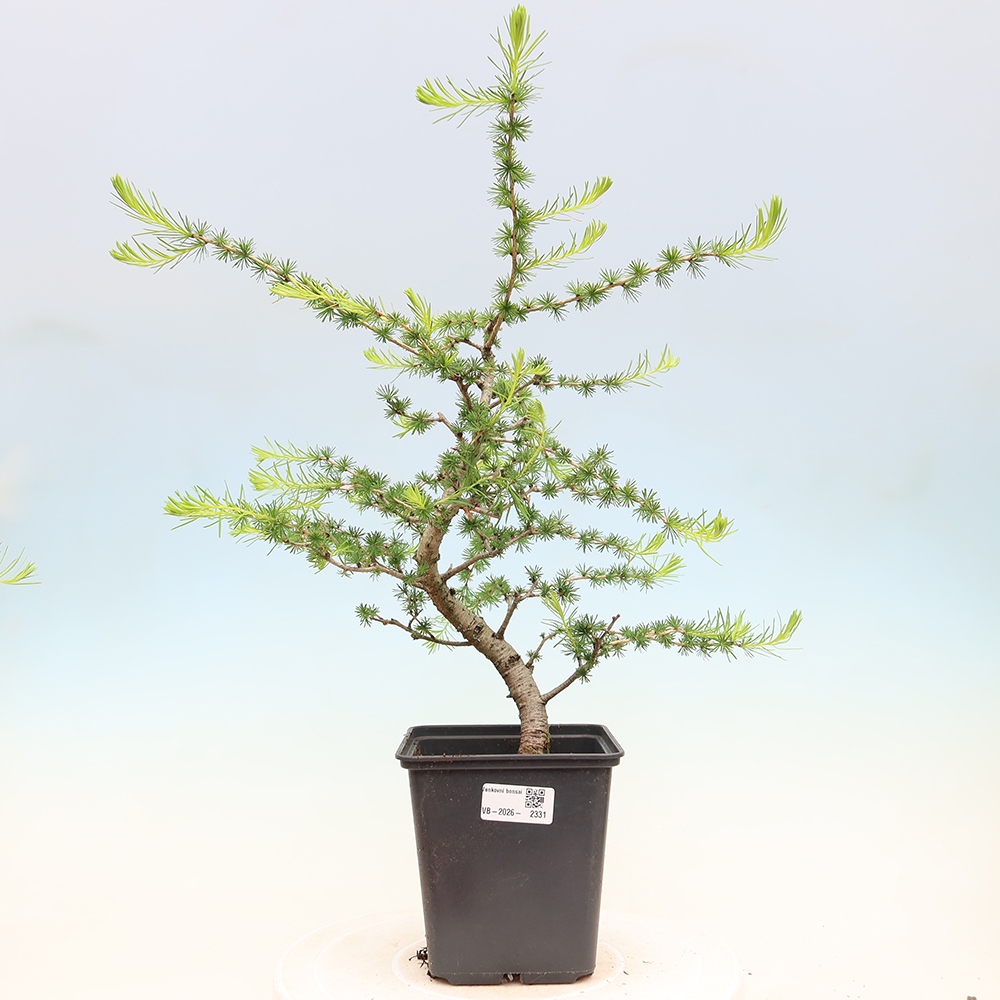 Bonsai zewnętrzne - Larix decidua - Modrzew