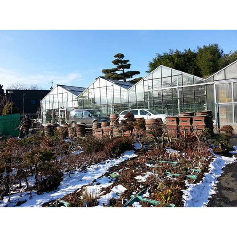 Miska Bonsai 34 x 26 x 13 cm, kolor niebieski