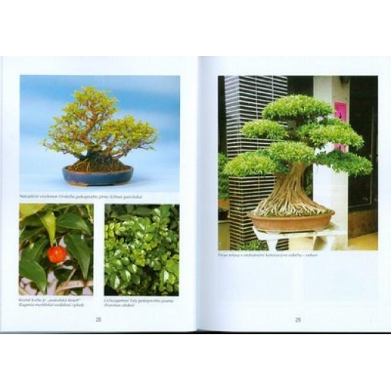 Bonsai i ogrody nie tylko w Japonii