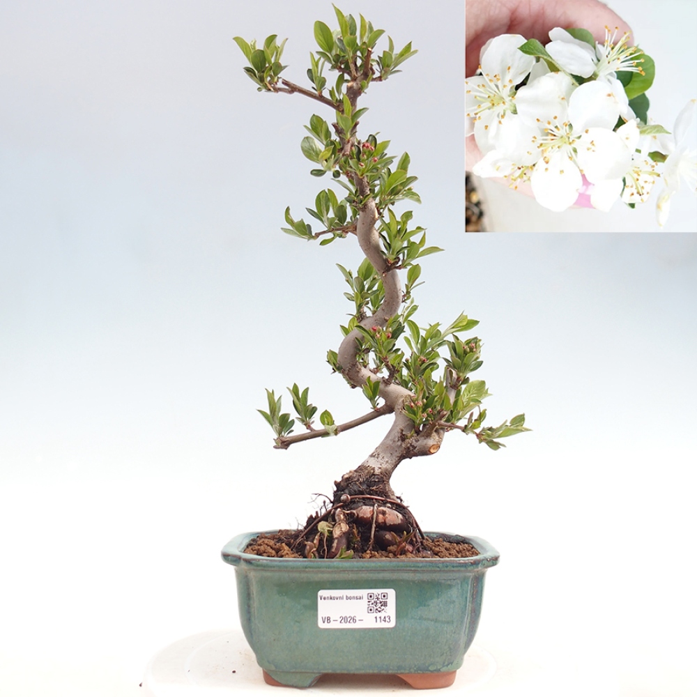 Outdoor bonsai - Malus sargentii - Jabłoń drobnoowocowa