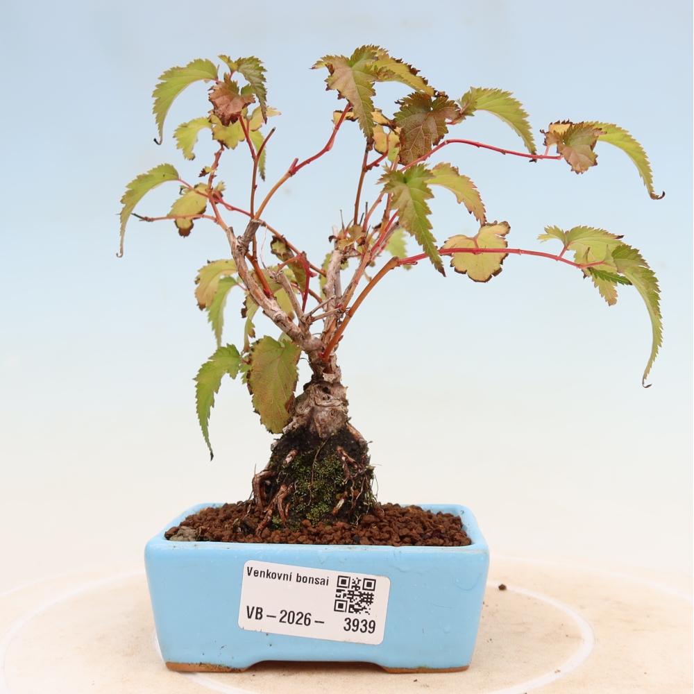 Bonsai ogrodowe – Stephanandra incisa – korona pochyła