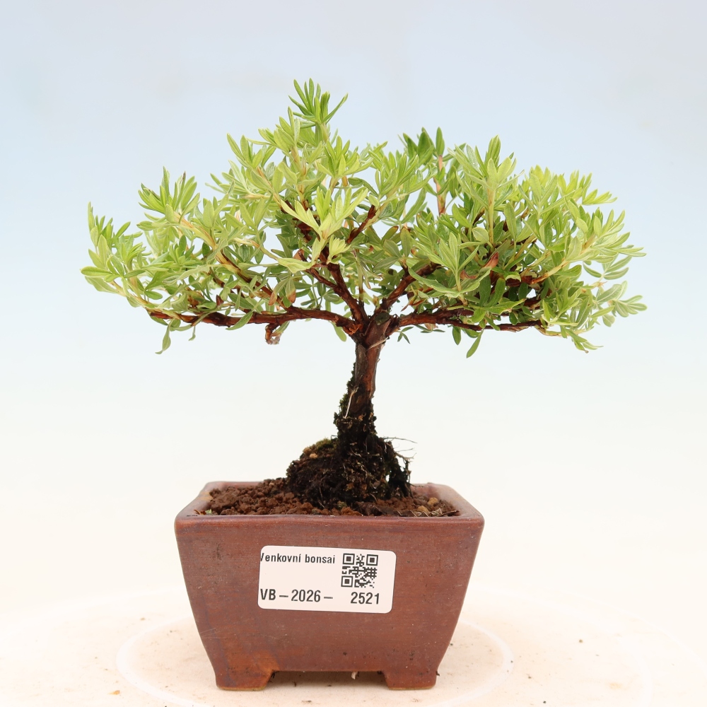 Bonsai zewnętrzne - Potentila fruticosa