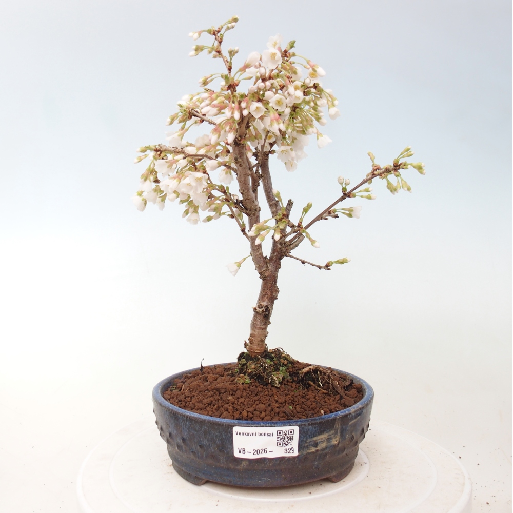 Outdoor bonsai - Prunus incisa Kojou-no mai-Plivon wycięty