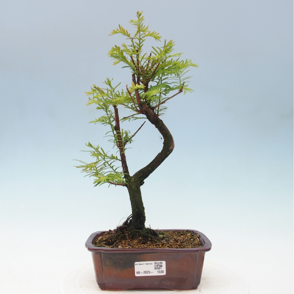 Outdoor bonsai - Metasequoia glyptostroboides - chińskie metasekvoje