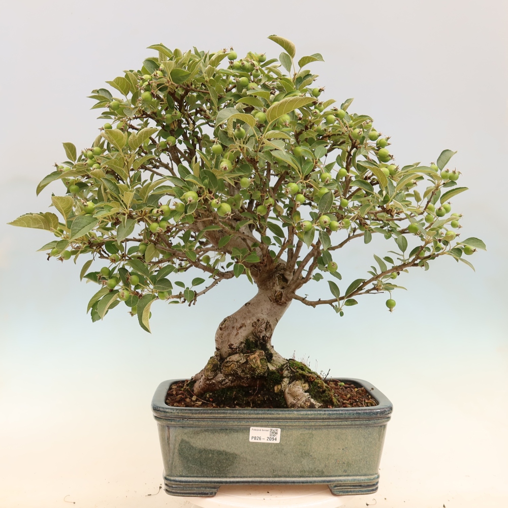 Outdoor bonsai - Malus halliana - Jabłoń drobnoowocowa