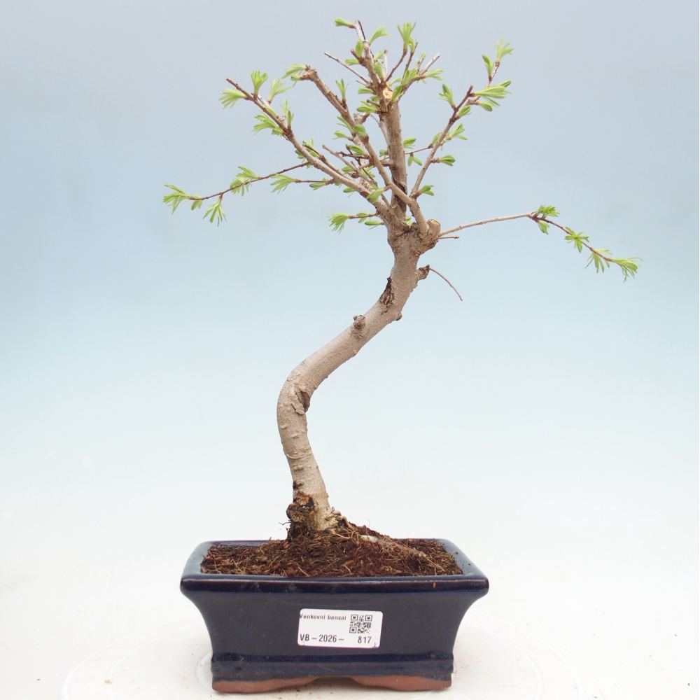 Bonsai zewnętrzne - Pseudolarix amabis-Pseudolarix amabis