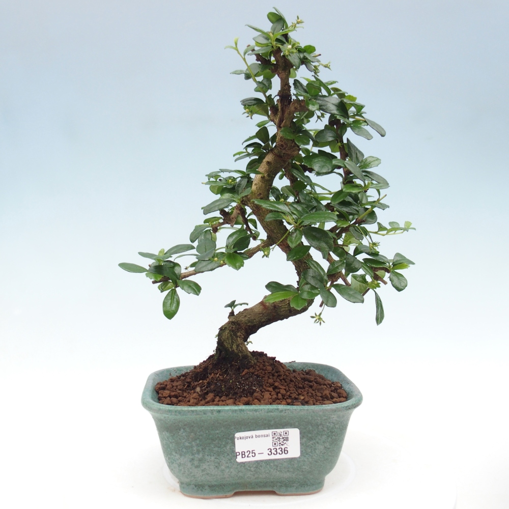 Bonsai wewnętrzne - Carmona makrophylla - Herbata Fuki