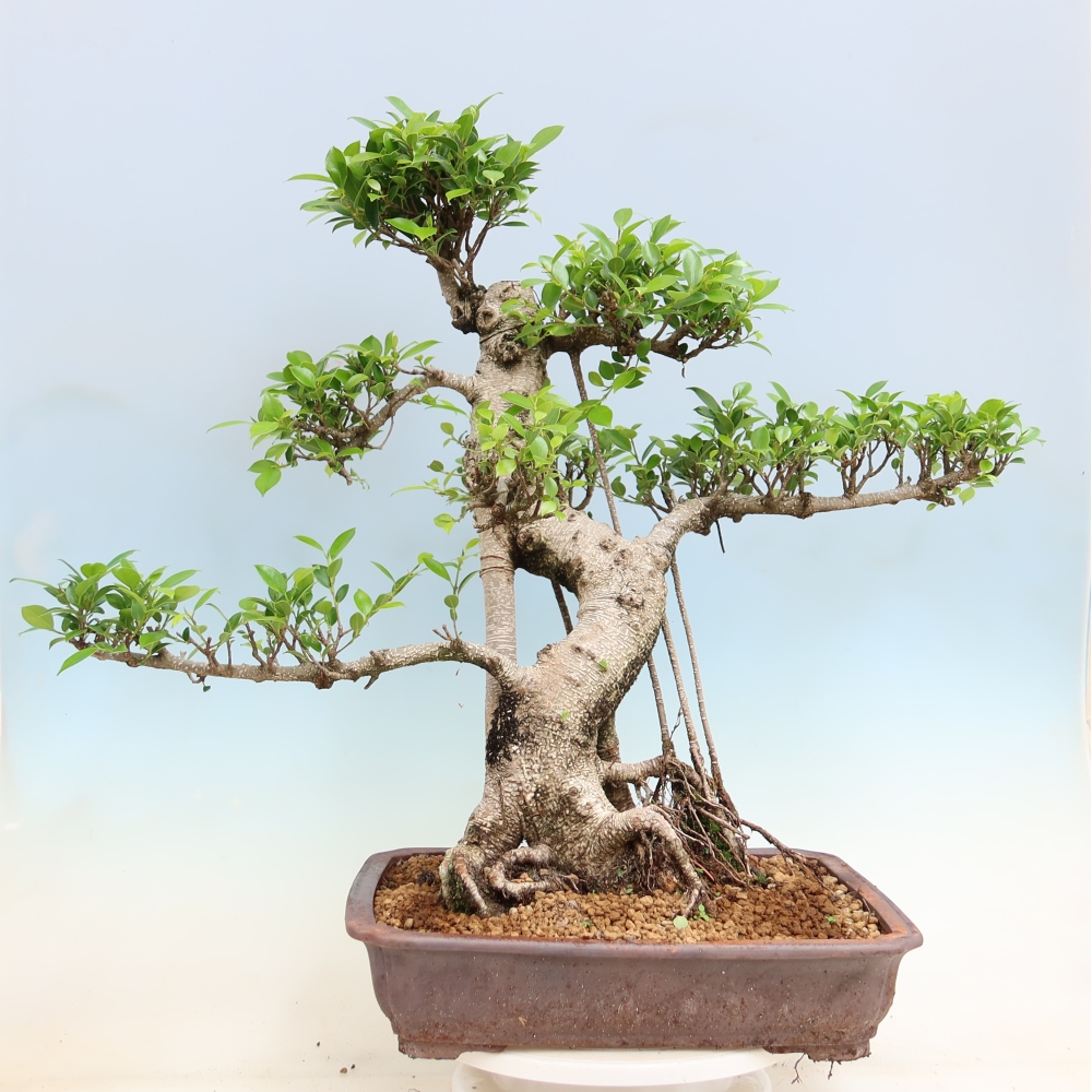 Pokój bonsai - Ficus kimmen - figowiec drobnolistny