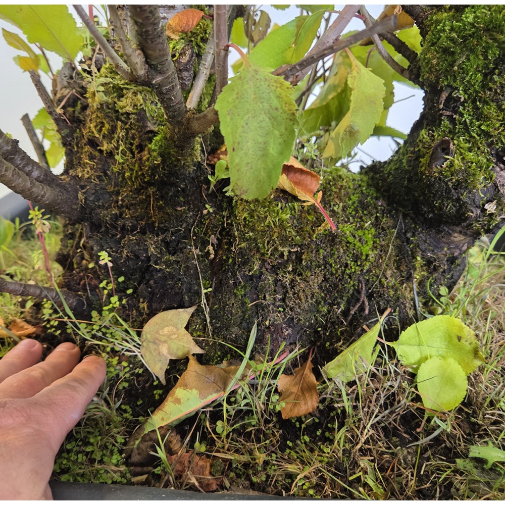 Wiśnia bonsai na zewnątrz - Prunus aviata