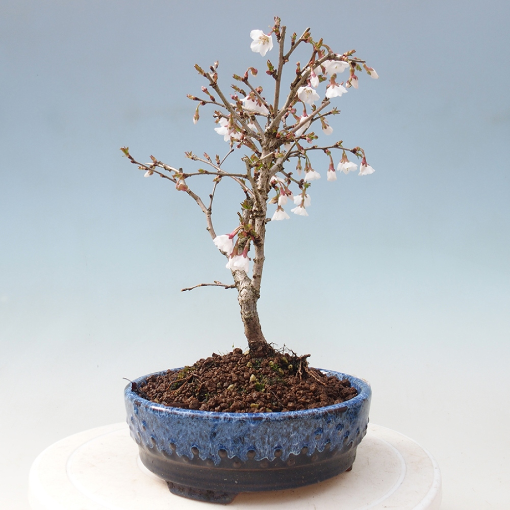 Bonsai zewnętrzne - Prunus incisa Kojou-no mai-cięcie śliwki