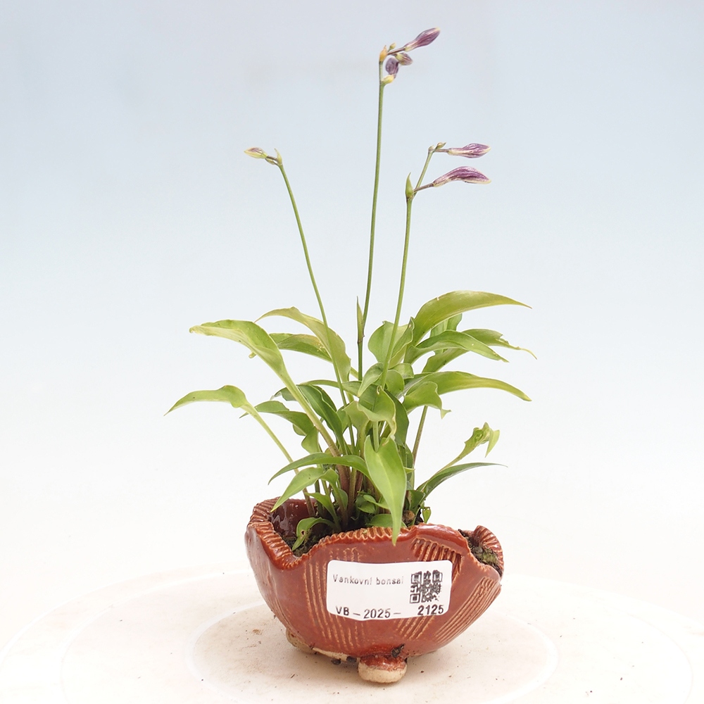 Outdoor bonsai - Mini Hosta - Bogini