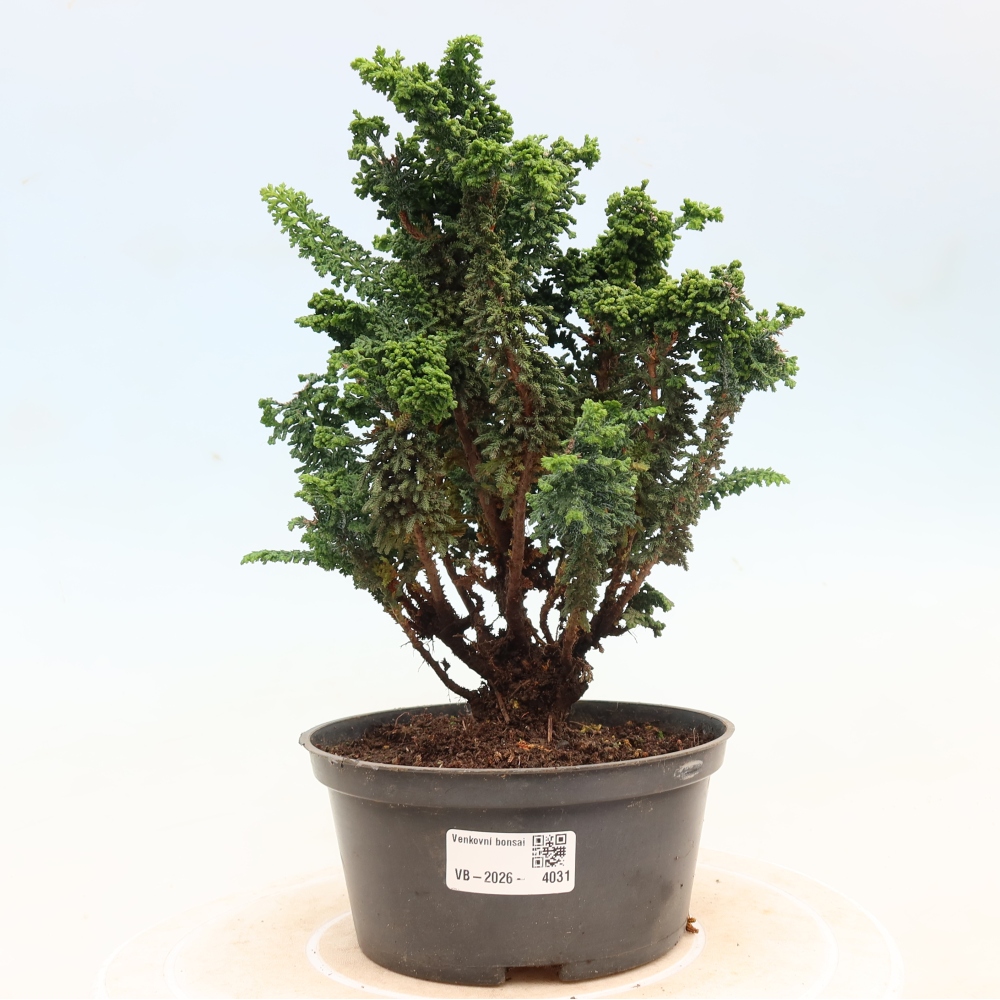 Bonsai zewnętrzne - Cham. obtusa SEKKA HINOKI - Cyprys