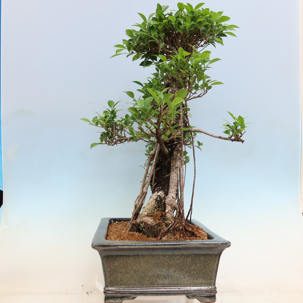 Pokój bonsai - Ficus kimmen - figowiec drobnolistny