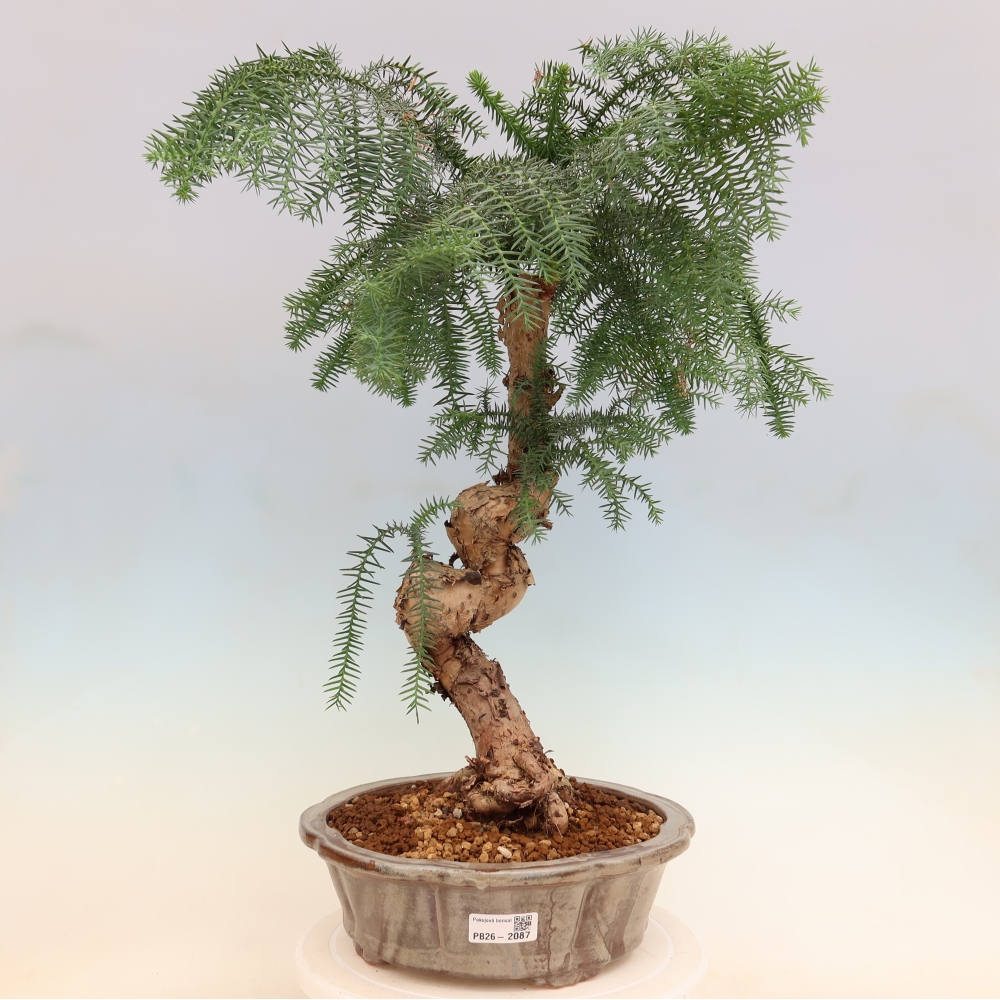 Bonsai domowe – araukaria – domowa sosenka