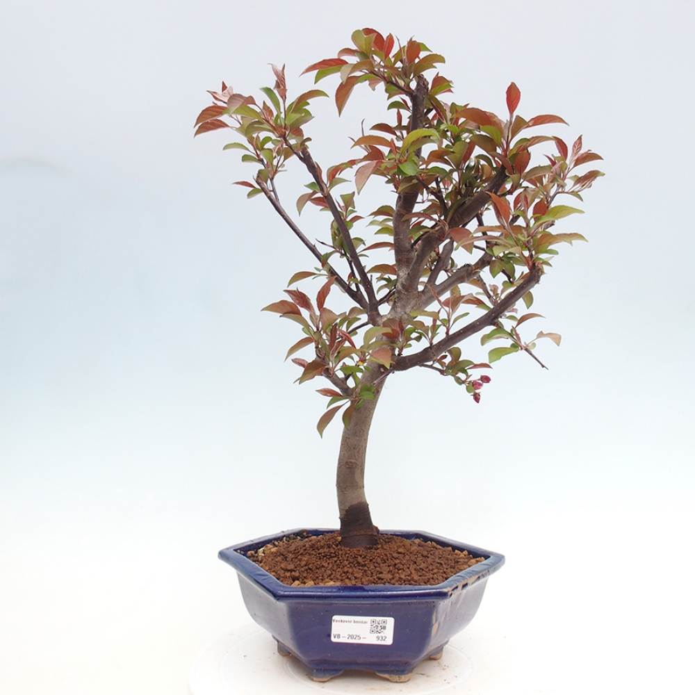 Bonsai zewnętrzne - Malus domowy - Jabłoń czerwonolistna o drobnych owocach