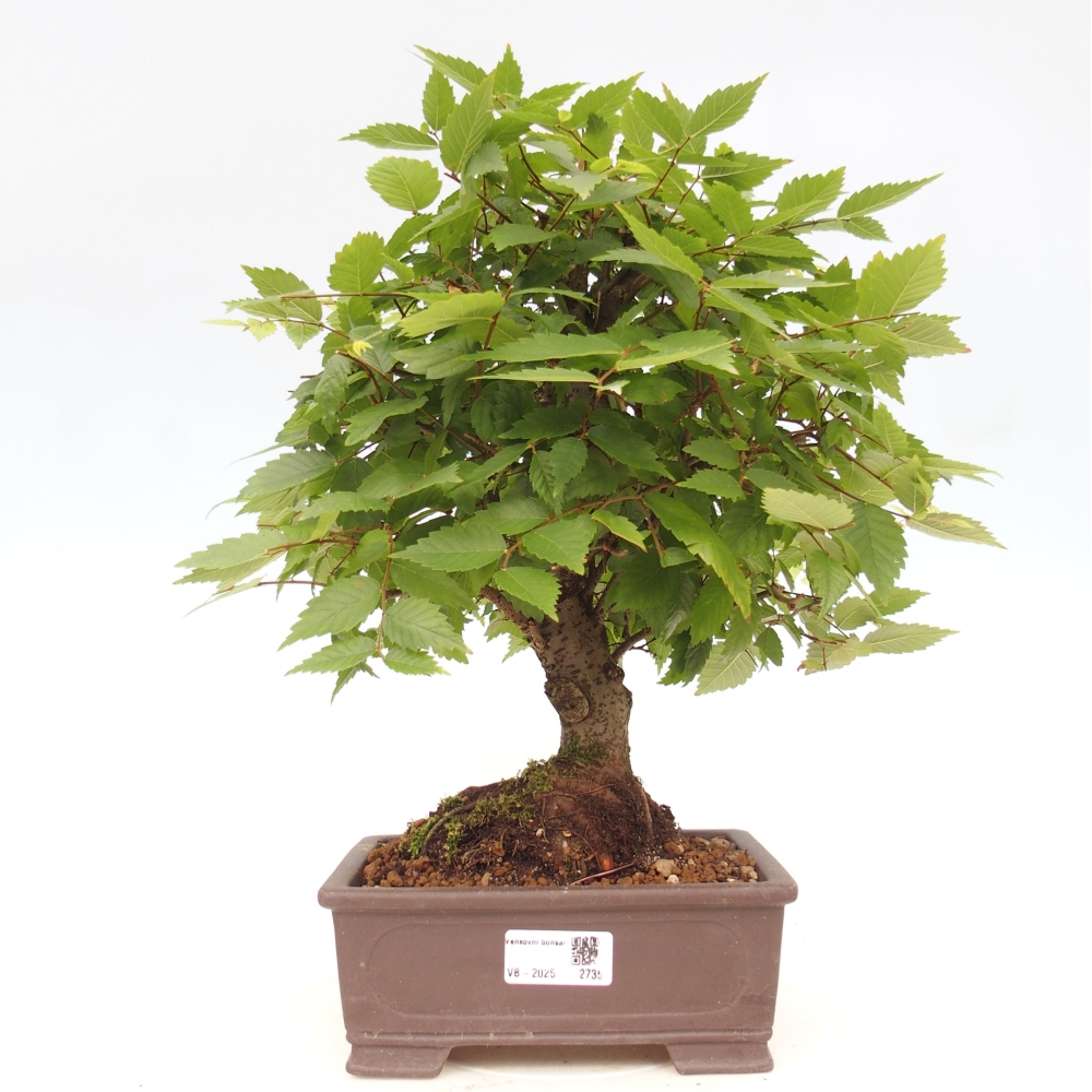 Bonsai na zewnątrz - Zelkova - Zelkova serrata