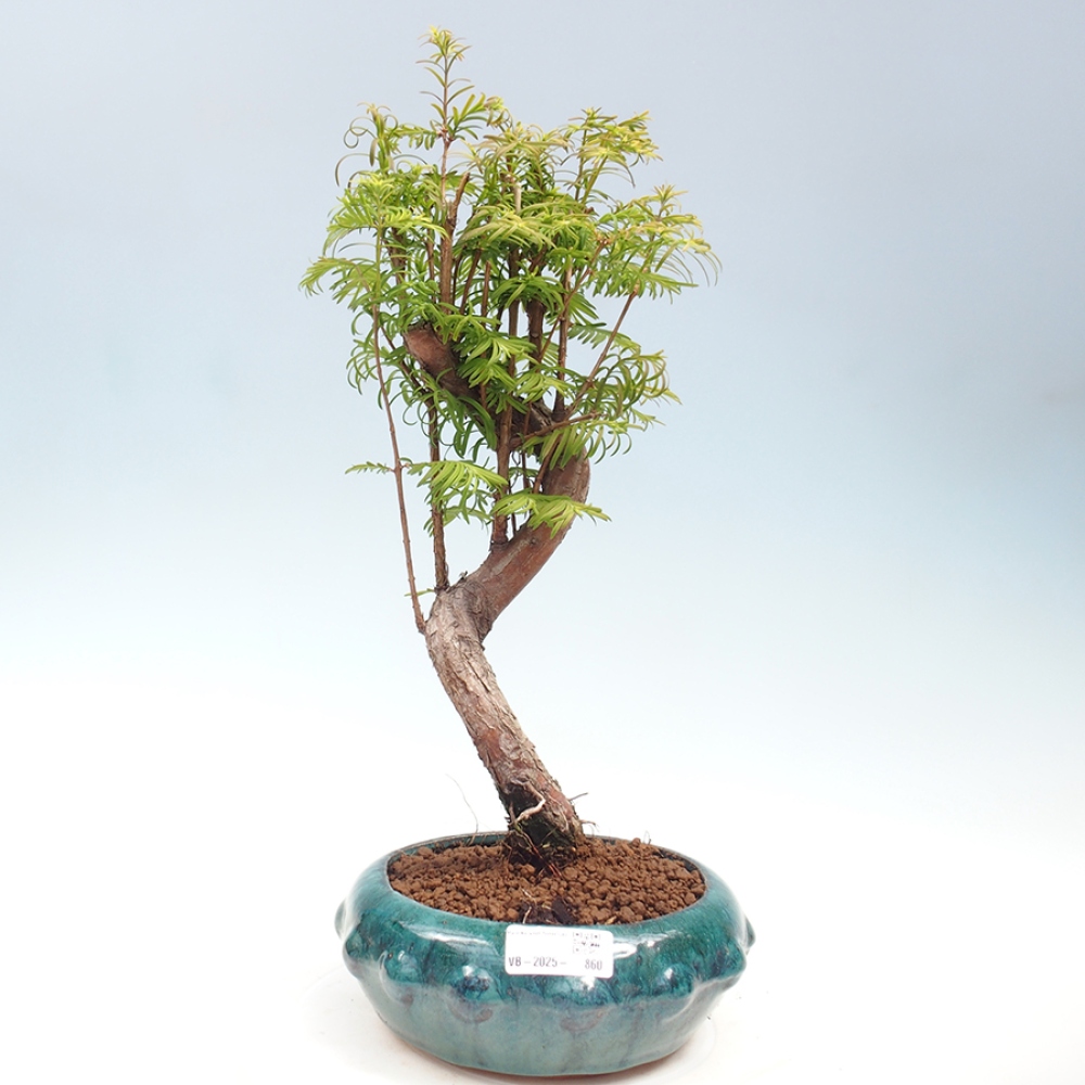 Outdoor bonsai - Metasequoia glyptostroboides - chińskie metasekvoje