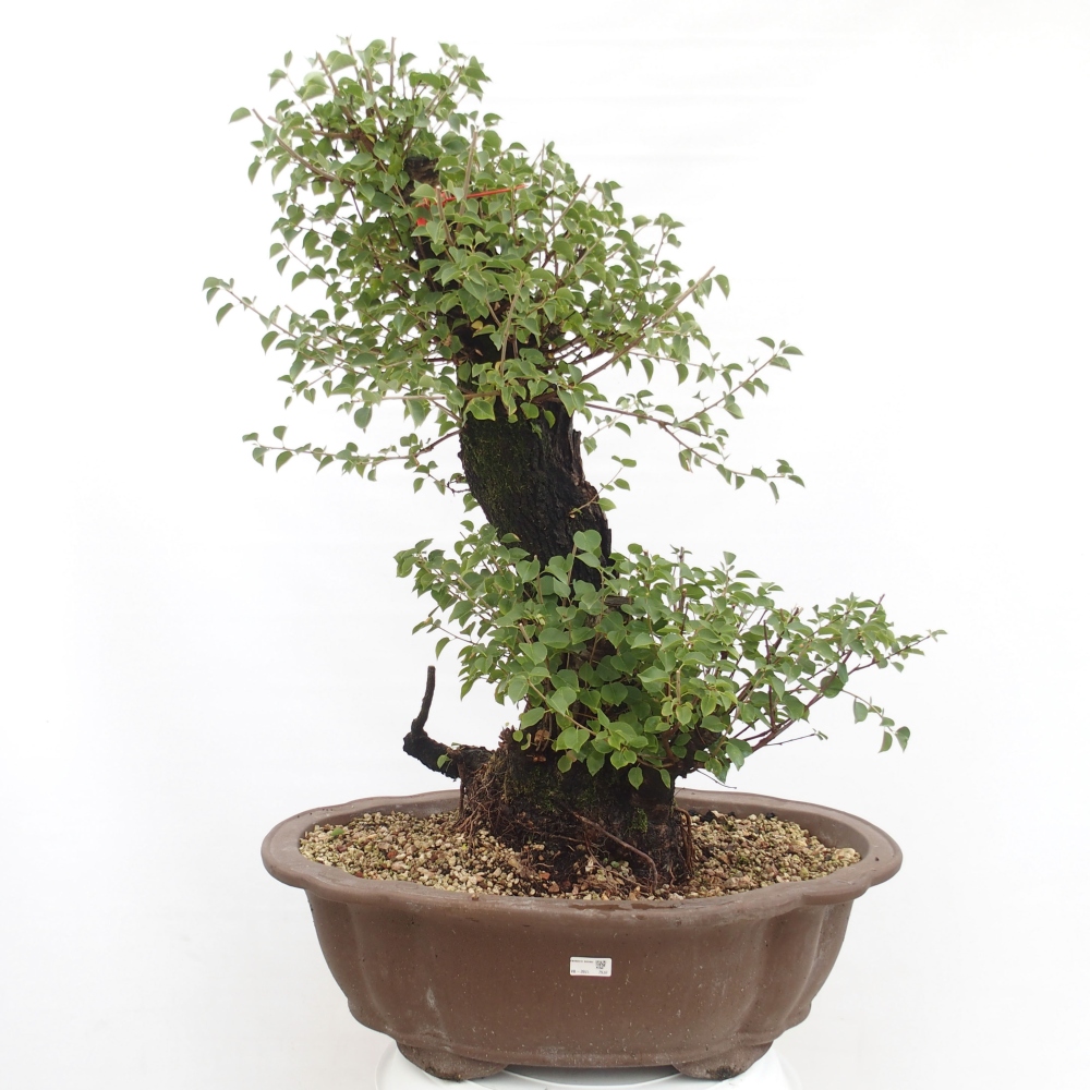 Bonsai na zewnątrz - Mahalebka - Prunus mahaleb
