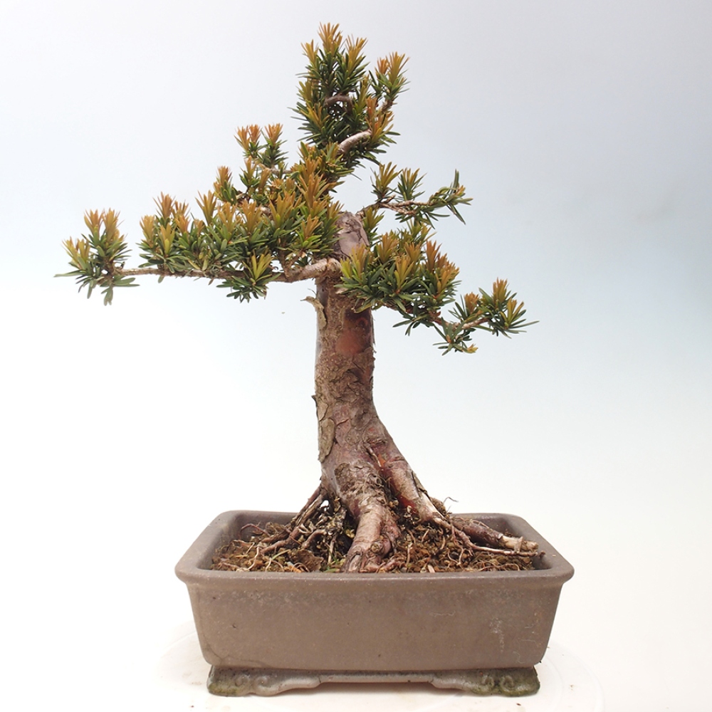 Bonsai na zewnątrz - Taxus cuspidata - cis japoński
