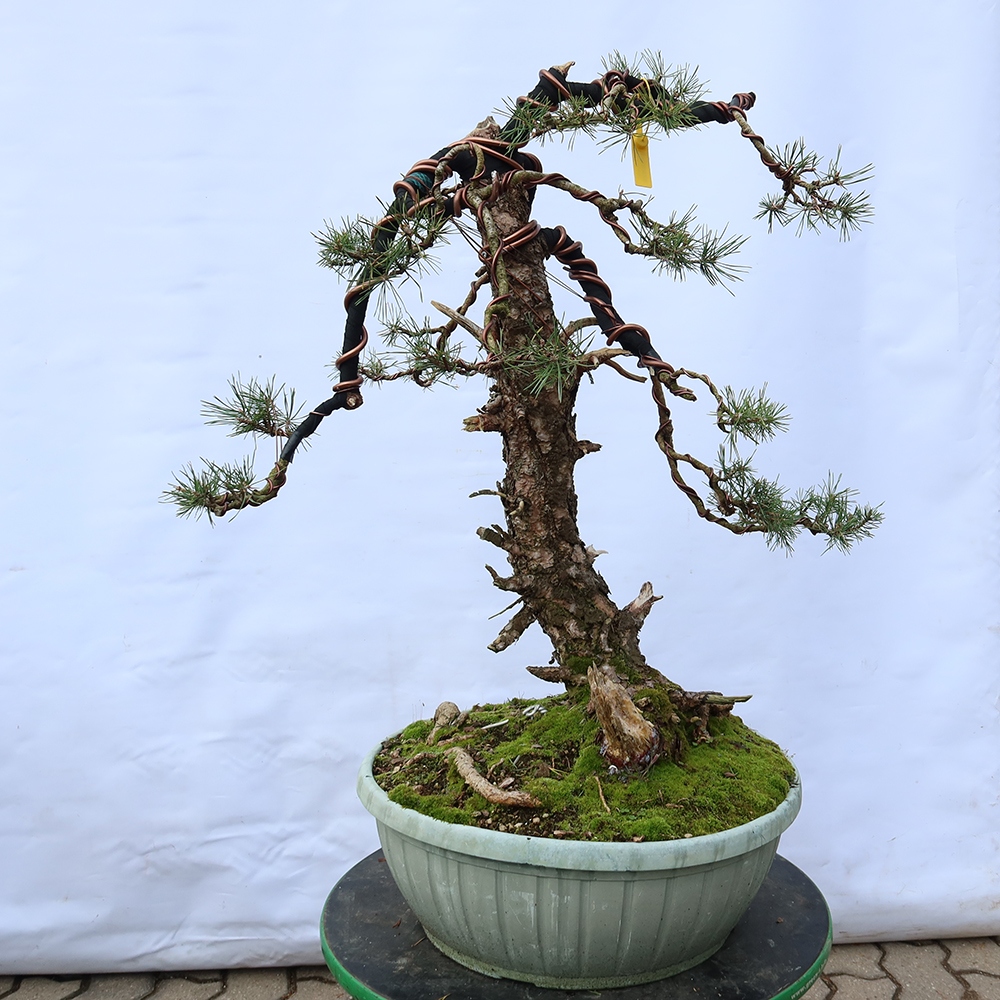 Pinus sylvestris Hiszpania – sosna zwyczajna