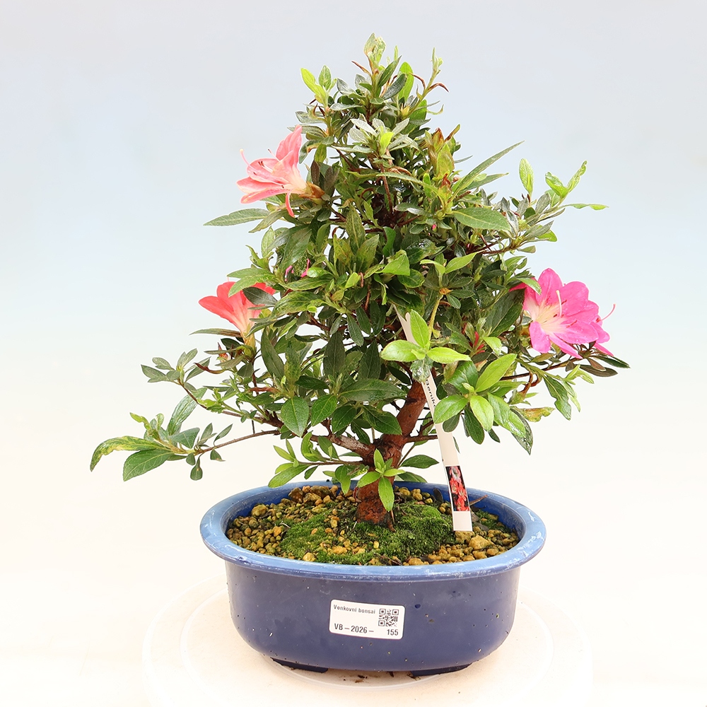 Bonsai zewnętrzne - Azalia japońska - Azalia Beniko