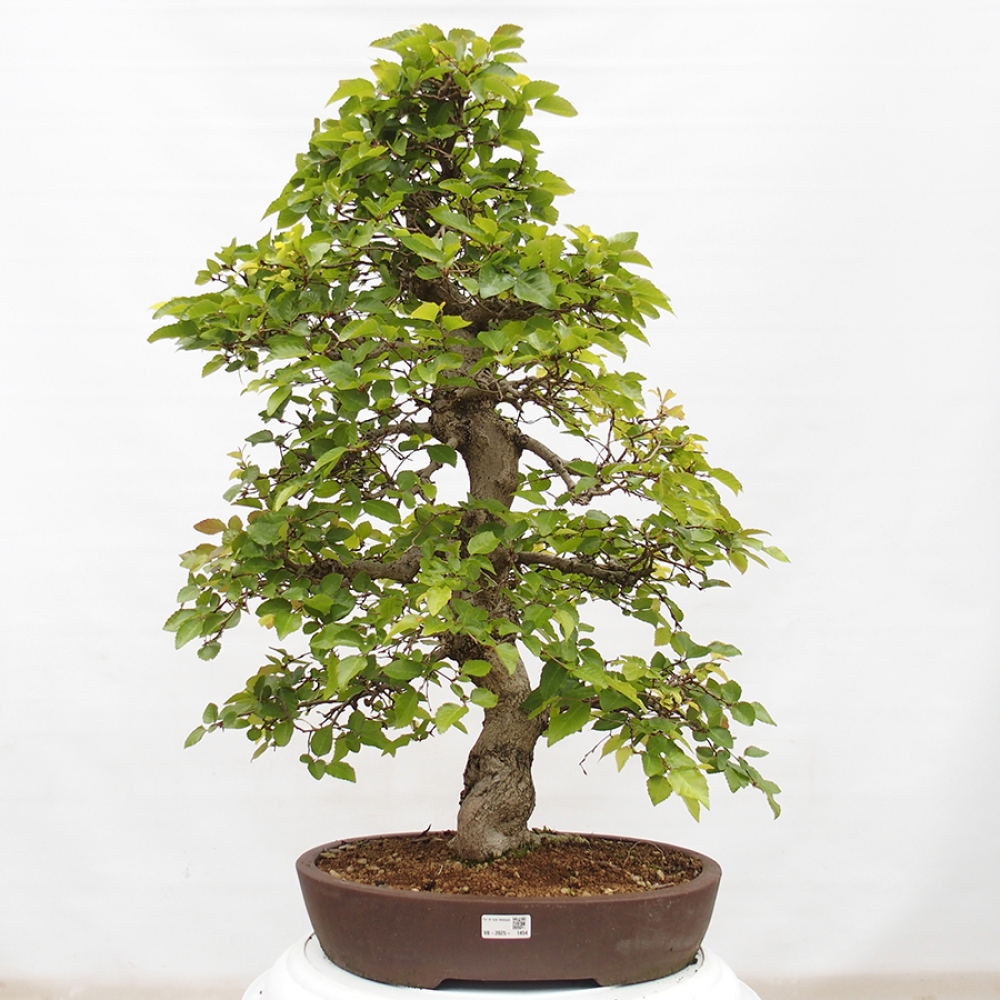 Bonsai zewnętrzne -Carpinus CARPINOIDES - grab koreański