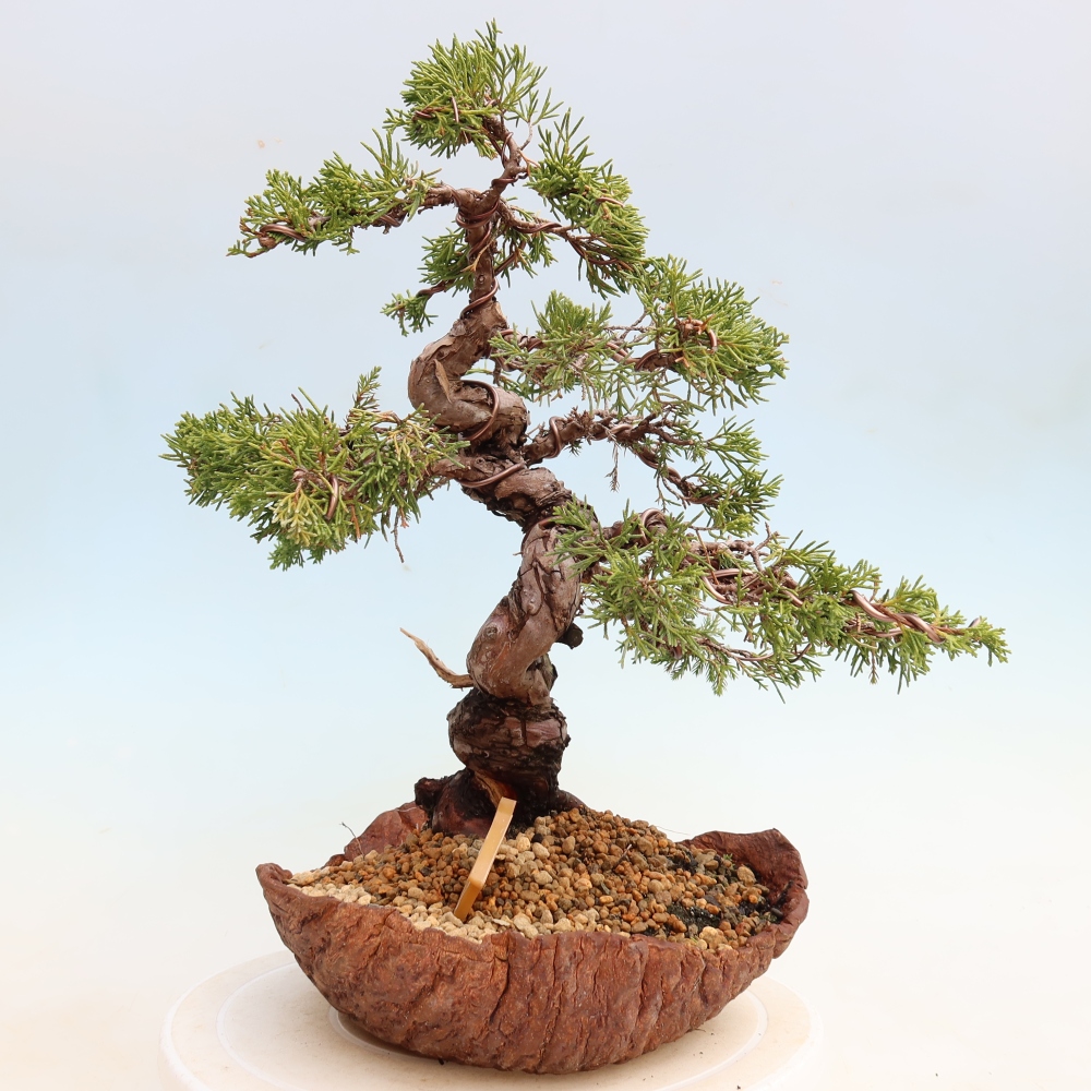 Bonsai ogrodowe – Juniperus chinensis Itoigawa – jałowiec chiński