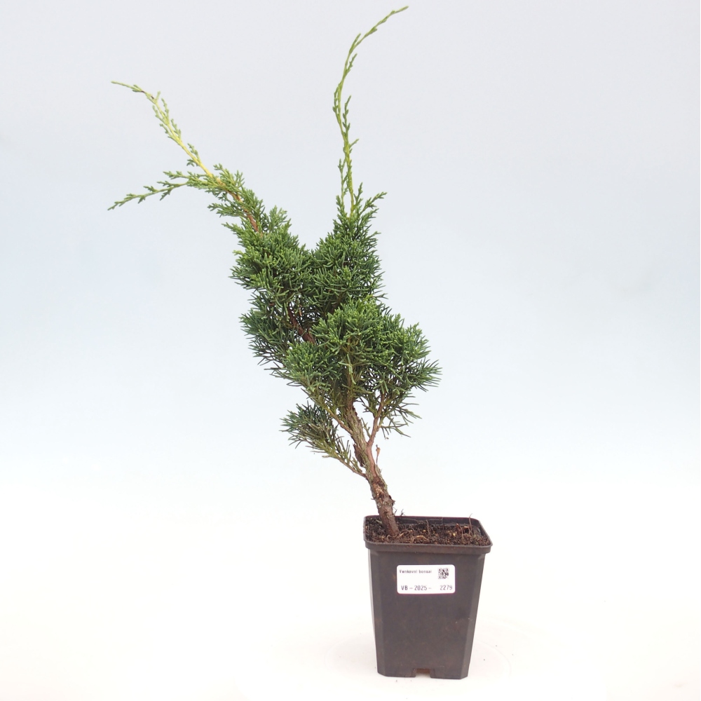 Outdoor bonsai - Juniperus chinensis Kishu - chiński jałowiec