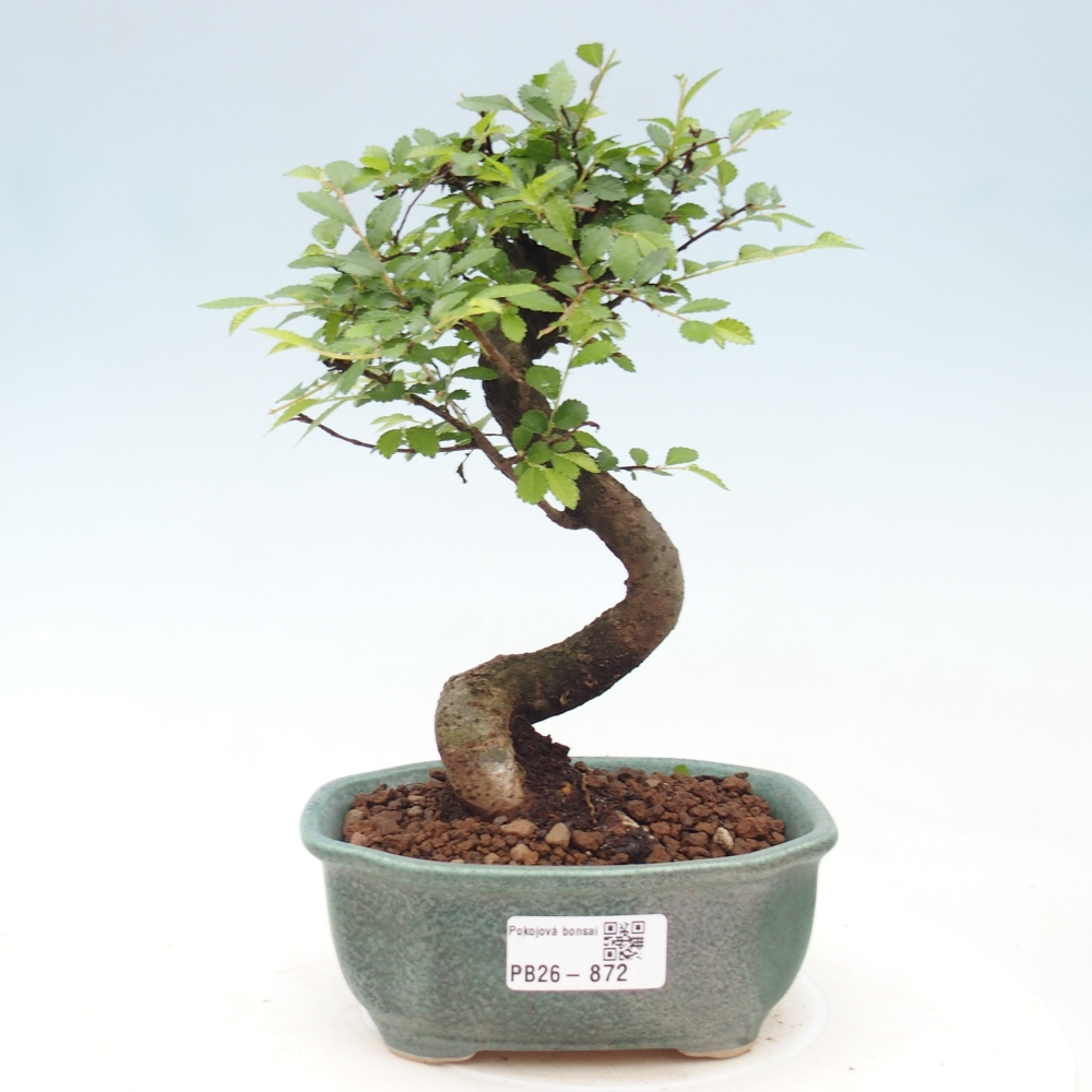 Pokój bonsai - Ulmus parvifolia - Wiąz drobnolistny
