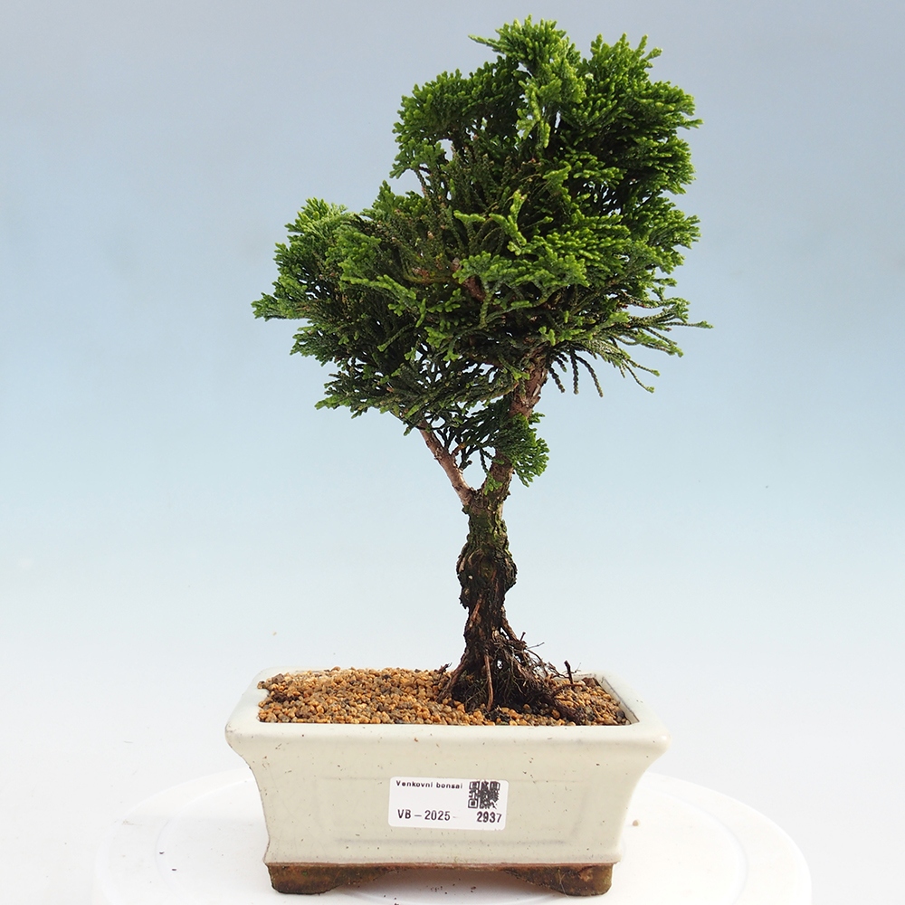 Bonsai na zewnątrz - Cham.pis obtusa Nana Gracilis - Cyprys
