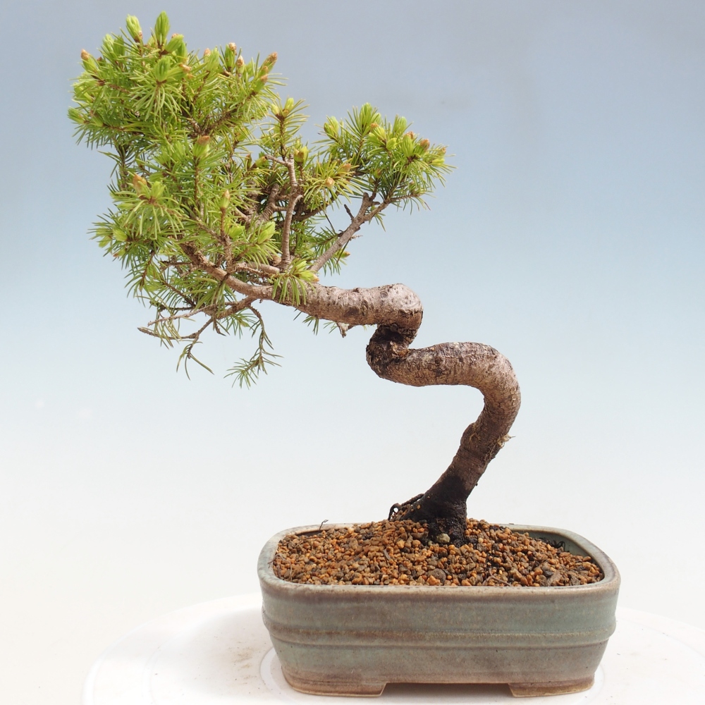 Outdoor bonsai - Świerk pospolity - Picea glauca globe