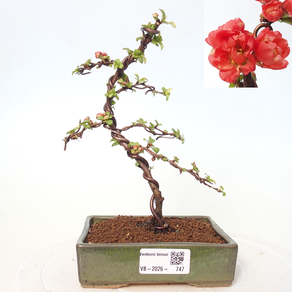 Outdoor bonsai - Chaneomeles s. Red Joy - Pigwa