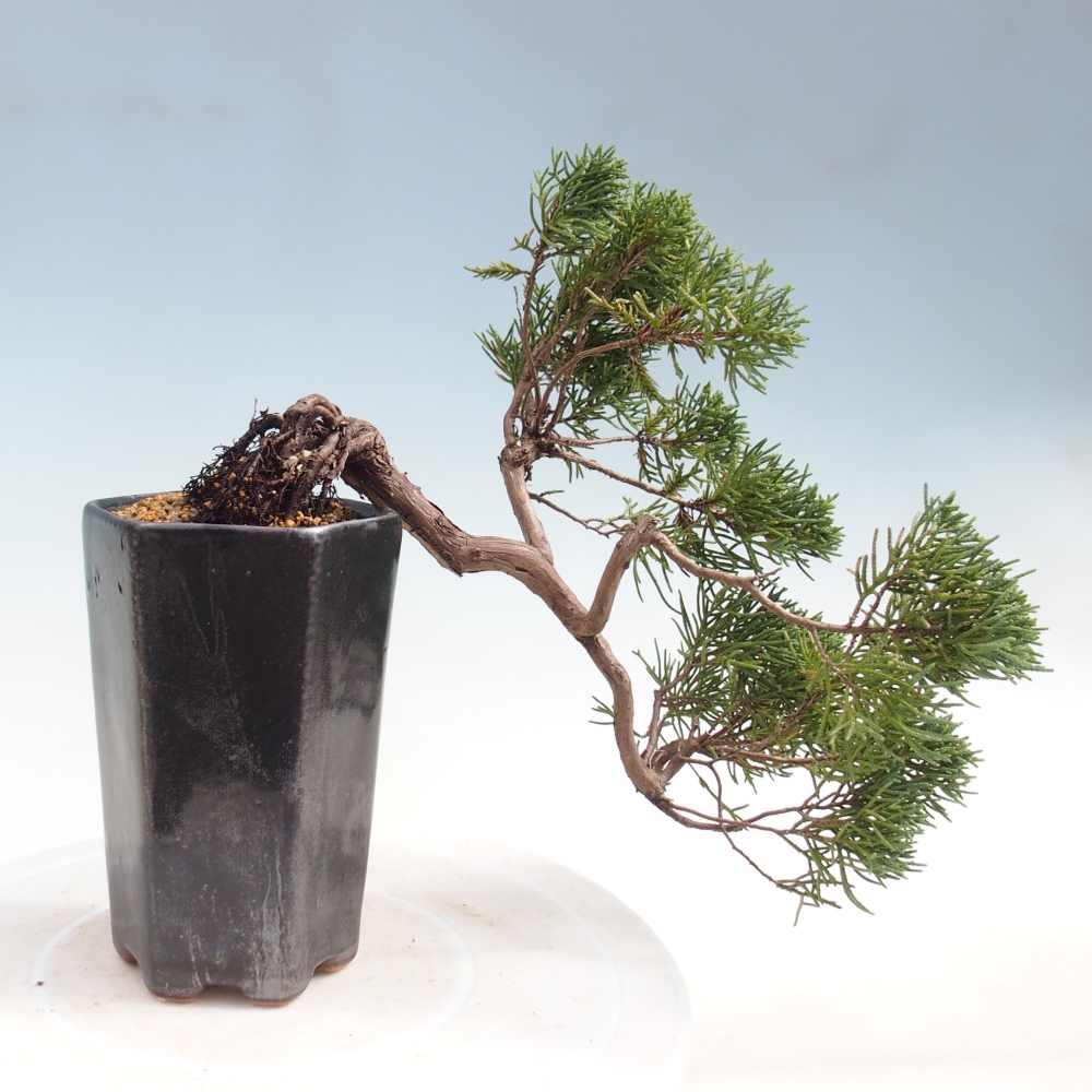 Outdoor bonsai - Juniperus chinensis Kishu