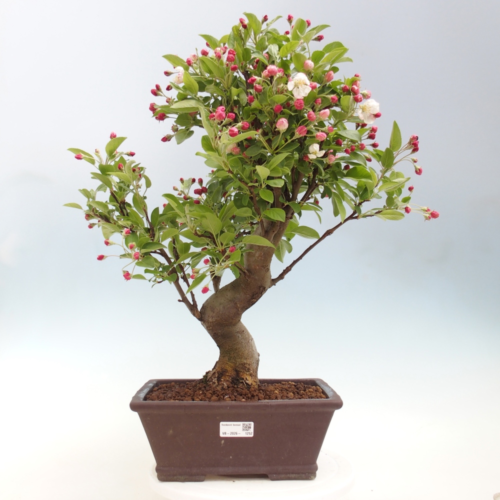 Outdoor bonsai - Malus halliana - Jabłoń drobnoowocowa