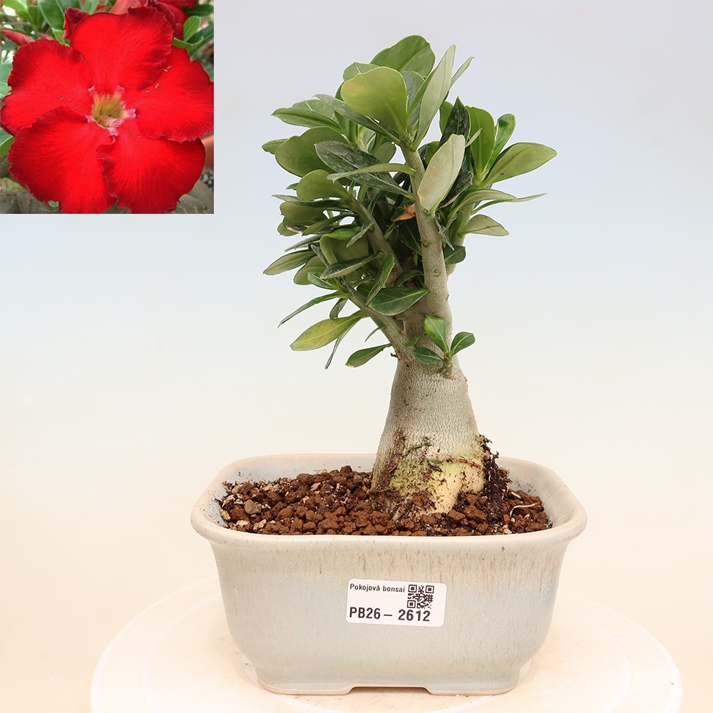 Bonsai pokojowe – Adenium obesum Red Star – Róża pustynna