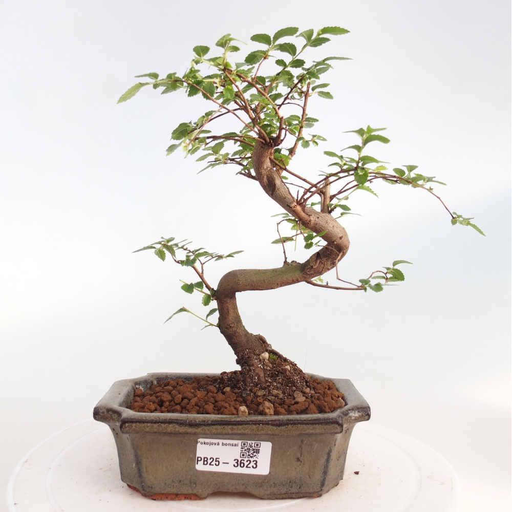 Pokój bonsai - Ulmus parvifolia - Wiąz drobnolistny
