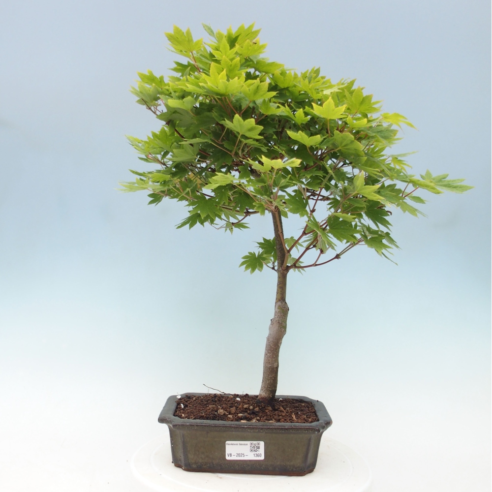 Bonsai zewnętrzne - Maple palmatum katsura GISAN - Maple palmate