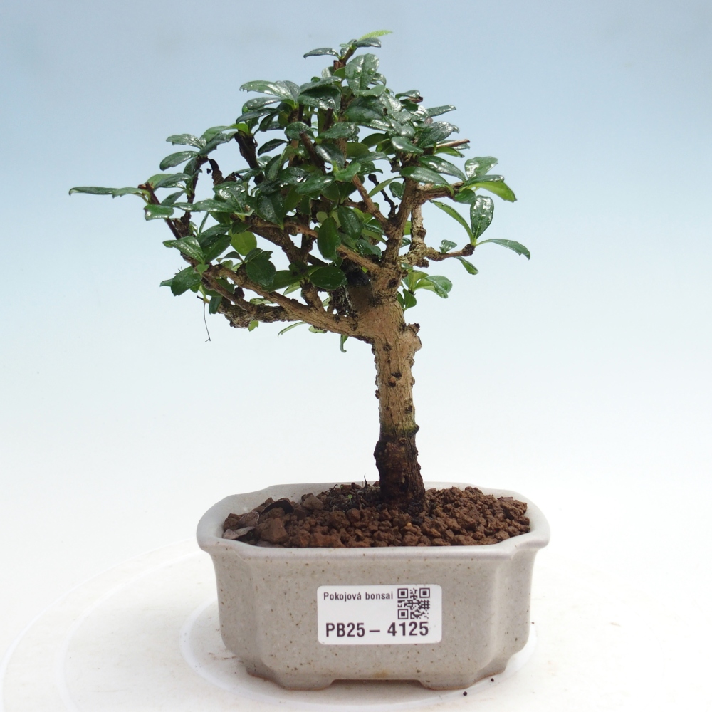 Bonsai pokojowe - Carmona macrophylla - Tea fuki