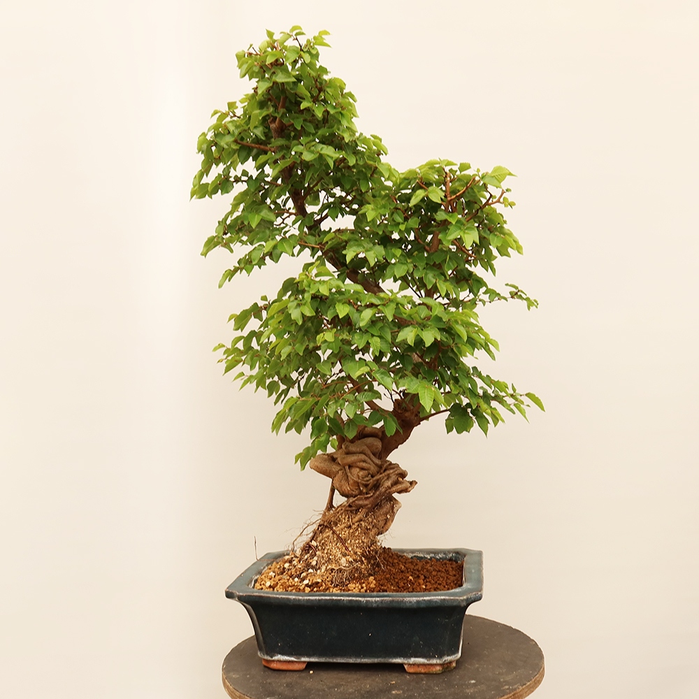 Bonsai plenerowe - Carpinus Coreana - grab koreański