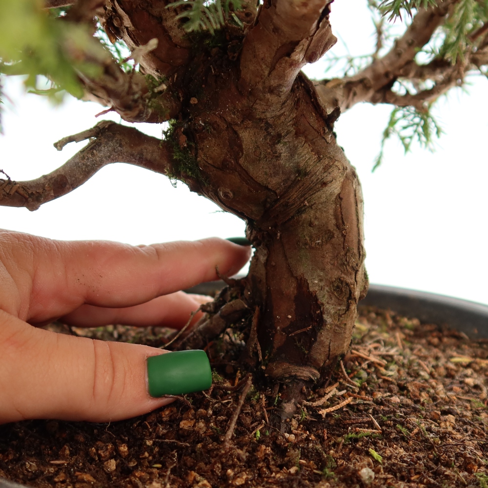 Bonsai ogrodowe – Juniperus chinensis Itoigawa – jałowiec chiński