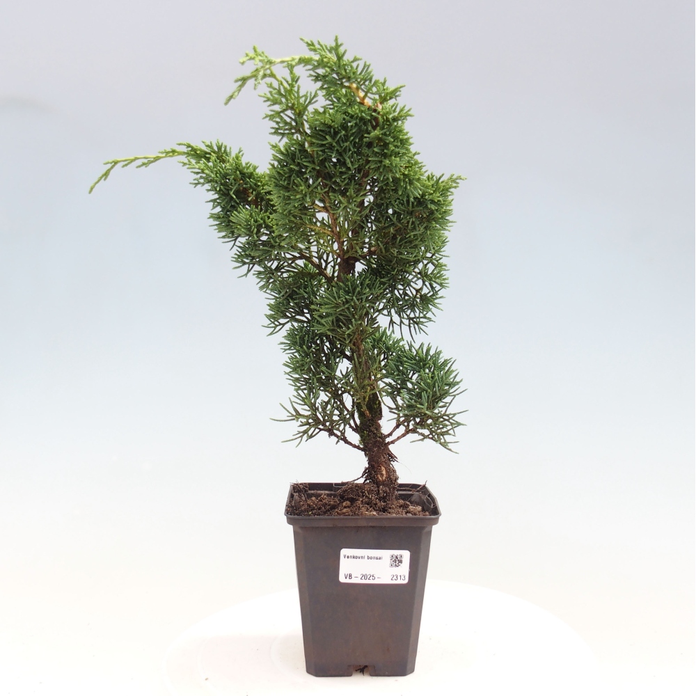 Outdoor bonsai - Juniperus chinensis Kishu - chiński jałowiec
